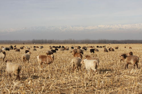察布查尔县 玉米秸秆地成为牲畜放牧 大草原