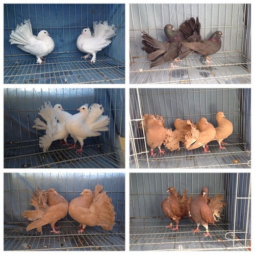 普洱肉鸽种鸽养殖产品 量大优惠也称 K 鸽