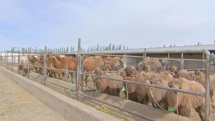 走向我们的小康生活,“托驼所”里骆驼“打工”牧民“躺赚”